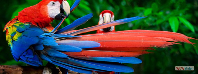 osC-Official osC-Official