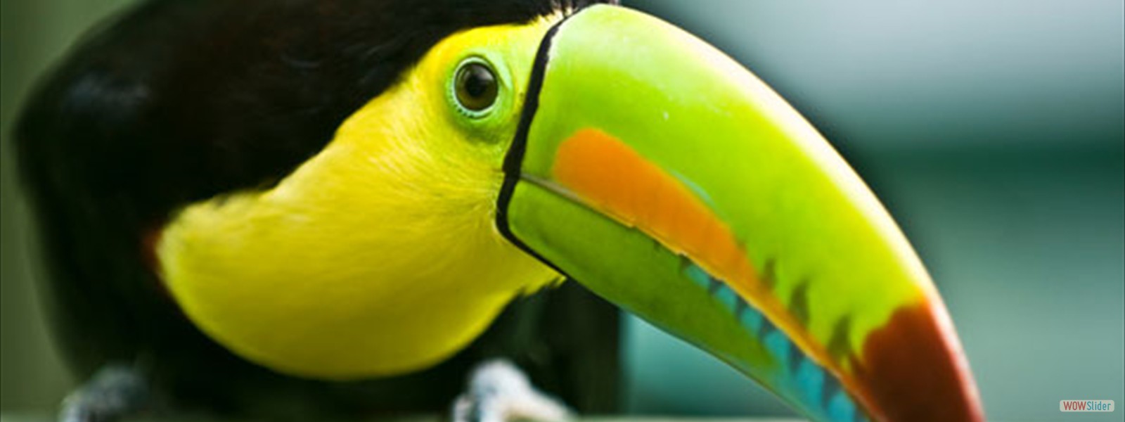 osC-Official osC-Official